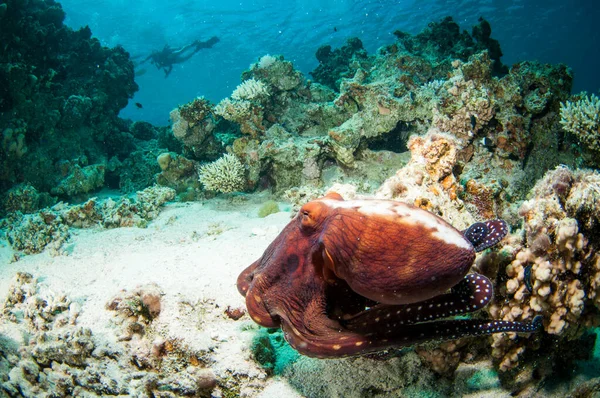 Κόκκινο Χταπόδι Στον Καθαρό Ωκεανό Έναν Κοραλλιογενή Ύφαλο Στην Κόκκινη — Φωτογραφία Αρχείου
