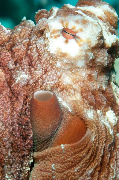 Close Opname Van Een Rode Octopus Heldere Oceaan Een Koraalrif — Stockfoto