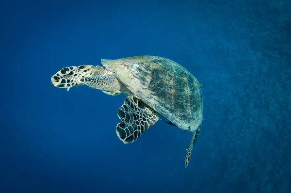 Hawksbill Θαλάσσια Χελώνα Κολυμπά Στον Καταγάλανο Ωκεανό Και Κοιτάζει Στην — Φωτογραφία Αρχείου