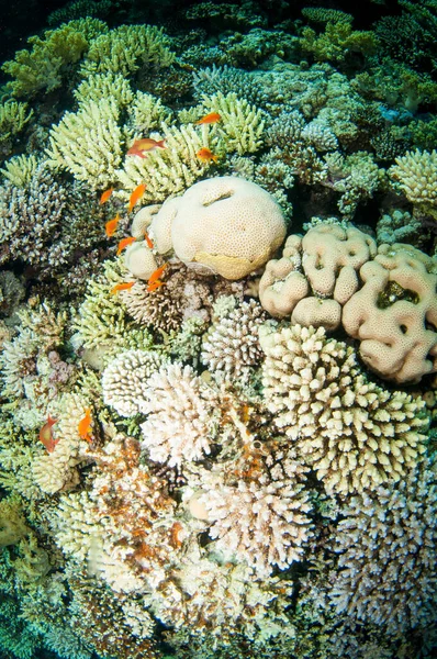Συλλογή Διαφορετικών Κοραλλιών Στον Ωκεανό Καταγάλανα Νερά — Φωτογραφία Αρχείου