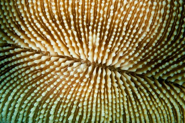 Coral Texture Brain Coral Taken Coral Reef — Stock Photo, Image