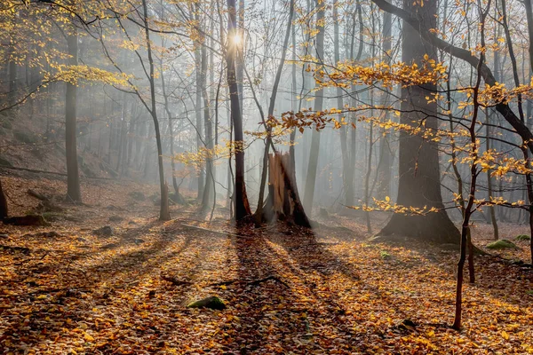 Warme Herbstkulisse im Wald, die Sonne wirft schöne Lichtstrahlen durch Nebel und Bäume — Stockfoto