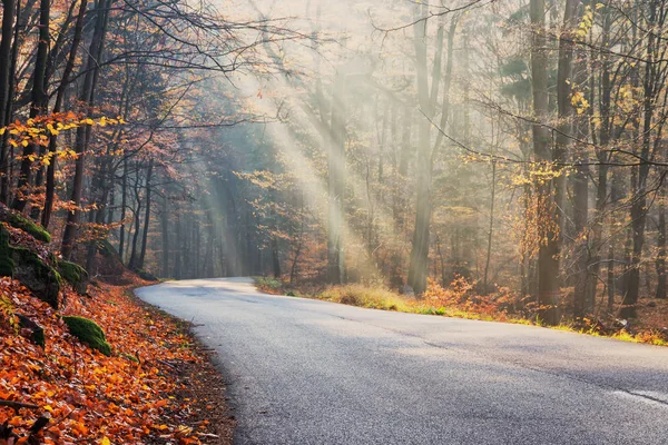 Warme Herbstkulisse im Wald, die Sonne wirft schöne Lichtstrahlen durch Nebel und Bäume — Stockfoto