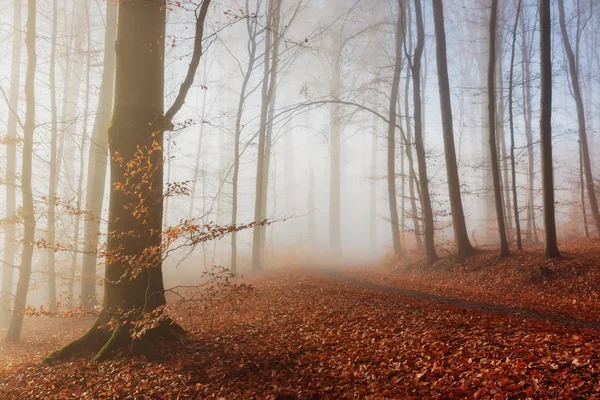 Herbstliche Natur. farbige Bäume im Sonnenlicht im Wald. Herbstwald. Herbst Natur. — Stockfoto