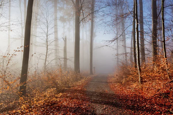 Herbstliche Natur. farbige Bäume im Sonnenlicht im Wald. Herbstwald. Herbst Natur. — Stockfoto