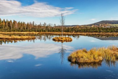 Chalupska Moor göl kenarında Borova Lada, Sumava Mountains, Çek Cumhuriyeti, Europe.