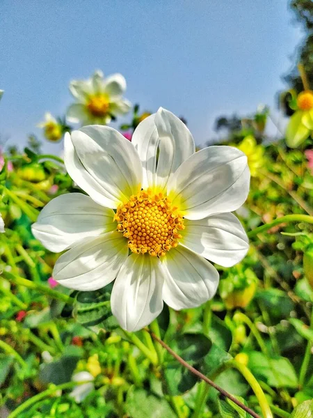 Fleur Blanche Aux Feuilles Vertes — Photo