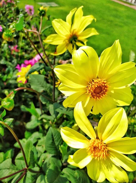 Flor Amarela Com Folhas Verdes — Fotografia de Stock