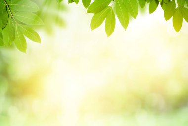 Bulanık yeşil arkaplanda yeşil yaprak. Güneş ışığında güzel yaprak dokusu. Arka planda doğal yeşil bitkiler manzarası, ekoloji. Doğa görüşü ve metin için boş alan. Doğal yeşil arkaplan.