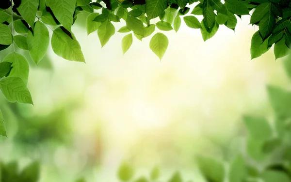 Bulanık Yeşil Arkaplanda Yeşil Yaprak Güneş Işığında Güzel Yaprak Dokusu — Stok fotoğraf