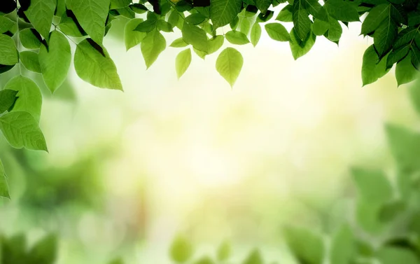 Groen Blad Wazig Groen Achtergrond Mooie Blad Textuur Zonlicht Achtergrond — Stockfoto