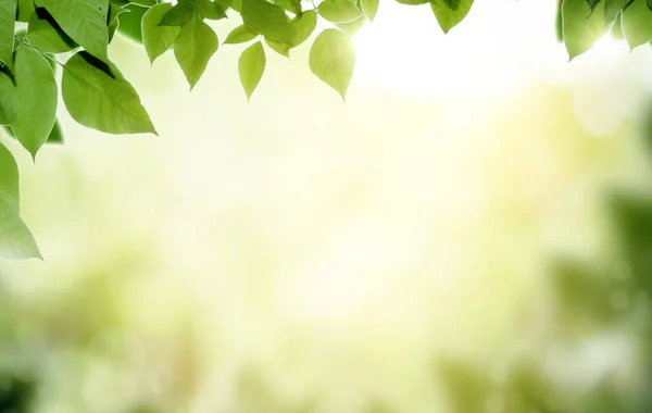 Bulanık yeşil arkaplanda yeşil yaprak. Güneş ışığında güzel yaprak dokusu. Arka planda doğal yeşil bitkiler manzarası, ekoloji. Doğa görüşü ve metin için boş alan. Doğal yeşil arkaplan.