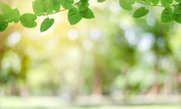 Bulanık Yeşil Arkaplanda Yeşil Sarmaşık Güneş Işığında Güzel Yaprak Dokusu — Stok fotoğraf