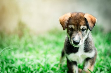 Sibirya 'lı şirin kahverengi köpek yavrusu Oyun parkında koşmaktan mutlu