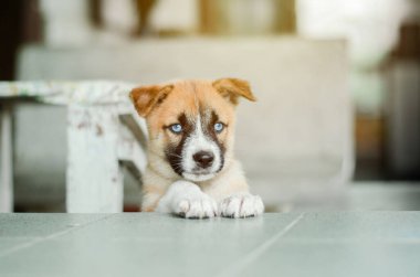 Sibirya 'dan küçük şirin bir kahverengi köpek.