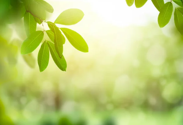 Grünes Blatt Auf Verschwommenem Grün Background Beautiful Blatt Textur Sonnenlicht — Stockfoto
