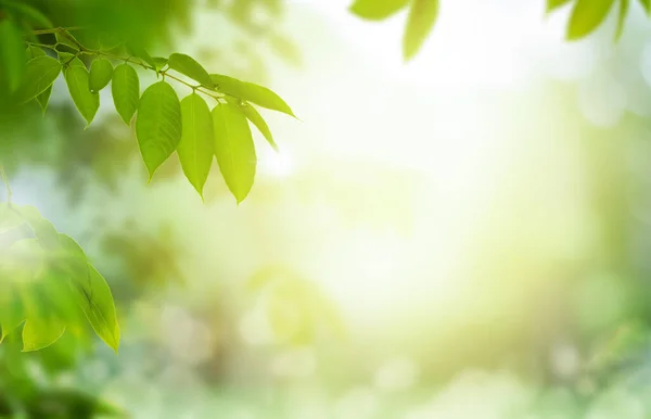 Bulanık yeşil arkaplanda yeşil yaprak. Güneş ışığında güzel yaprak dokusu. Arka planda doğal yeşil bitkiler manzarası, ekoloji. Doğa görüşü ve metin için boş alan. Doğal yeşil arkaplan.