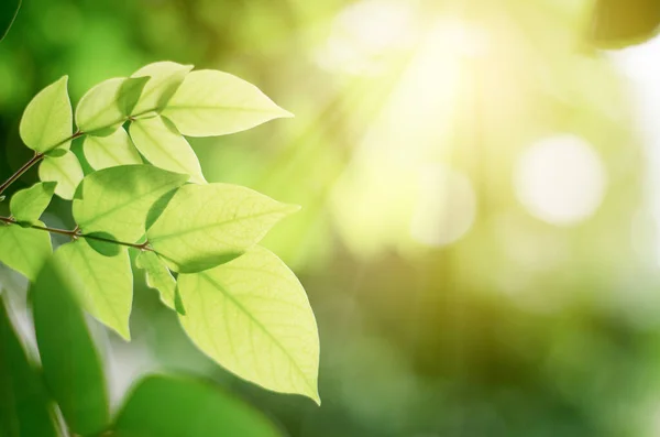 Bulanık Yeşil Arkaplanda Yeşil Yaprak Güneş Işığında Güzel Yaprak Dokusu — Stok fotoğraf