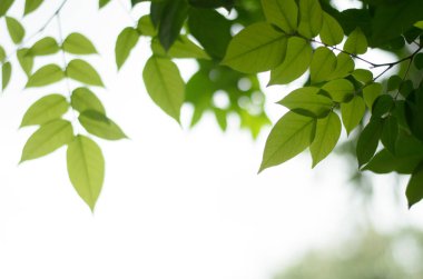 Yazın arka planda doğal yeşil bitkiler manzarası, ekoloji, taze duvar kağıdı kavramını kullanarak bahçede yeşil yaprağın bulanık yeşil arkaplan üzerindeki yakın doğa görüntüsü ve metin için kopyalama alanı.