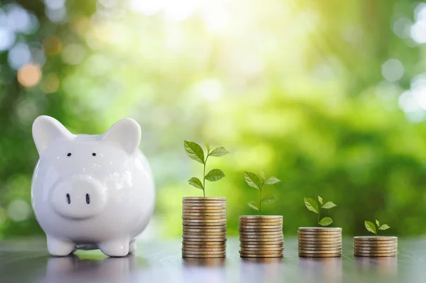 İş finansmanı ve tasarruf yatırımı, para birikimi grafiği ve banka tasarruf konsepti. Para üstünde büyüyen bir bitki. Tasarruf ve yatırım dengesi.