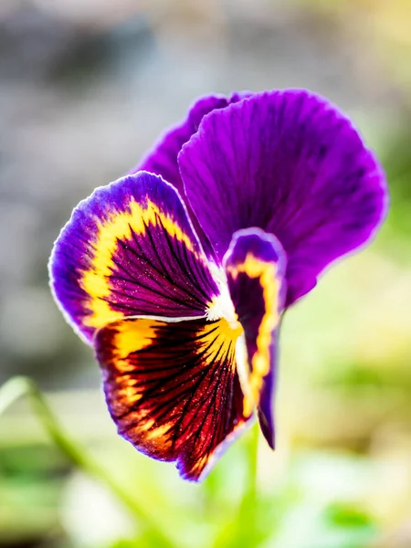 Jardim Pansy Viola Wittrockiana — Fotografia de Stock