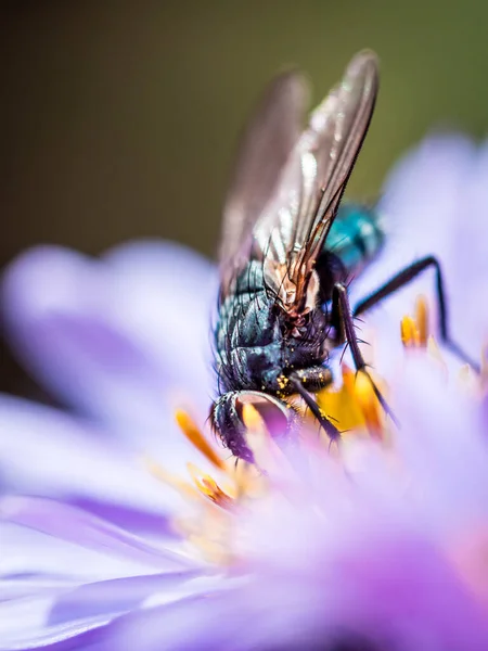 Mavi Kelebek (Calliphora Vicina) bir New England Aster (Novae-Angliae) çiçeği emiyor.