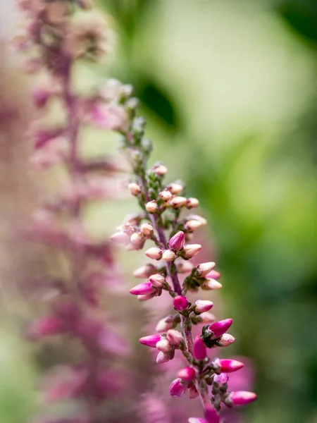 Bulanık arkaplanı olan ortak Heather (Calluna vulgaris) 'ın yakın çekimi