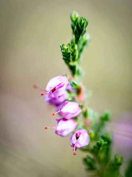 Bulanık arkaplan ile çiçek açan mor ortak Heather (Calluna vulgaris) yakın plan