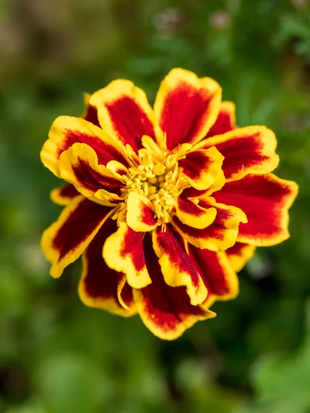 Bellissimo Fiore Calendula Giallo Rosso Con Sfondo Sfocato — Foto Stock