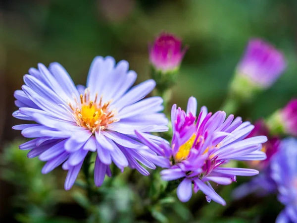 2 güzel New England Aster (Symphyotrichum Novae-Angliae / Aster nova-angliae) çiçekleri.