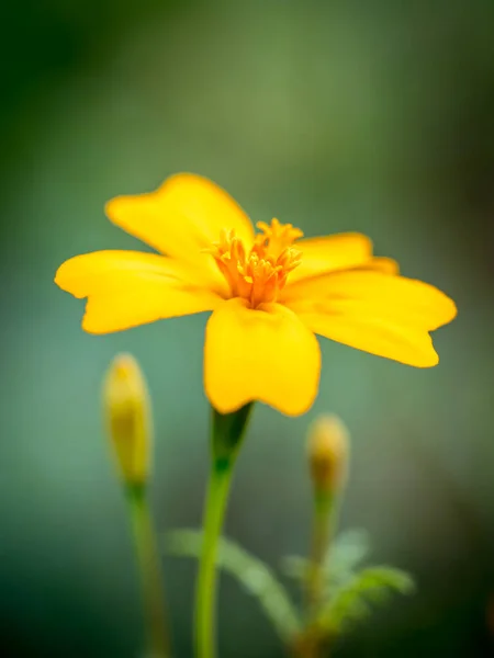 Gyönyörű Sárga Narancs Marigold Virág — Stock Fotó