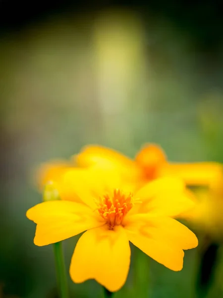 Sárga Marigold Virág Homályos Háttérrel — Stock Fotó