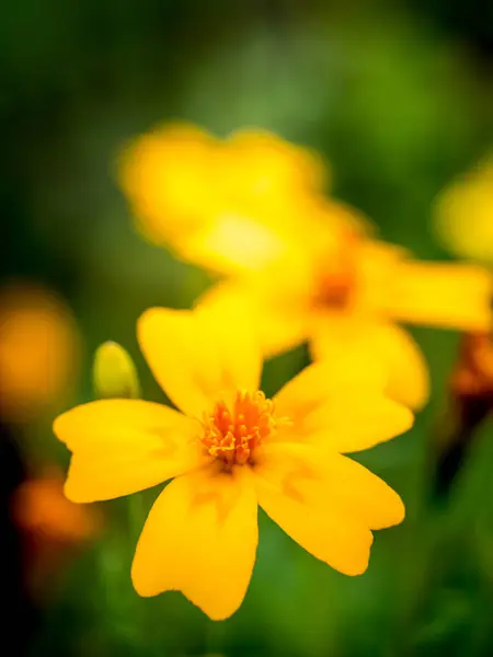 Fiore Calendula Gialla Con Sfondo Sfocato — Foto Stock