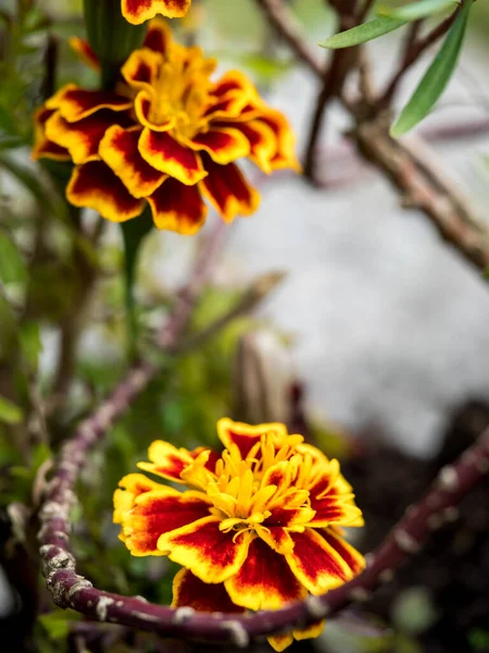 Bellissimo Fiore Calendula Giallo Rosso Con Sfondo Sfocato — Foto Stock