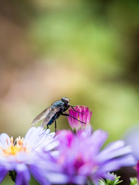 Bir New England Aster (Symphyotrichum Novae-Angliae / Aster nova-angliae) çiçeği üzerinde poz veren mavi bir Kelebek (Calliphora Vicina).