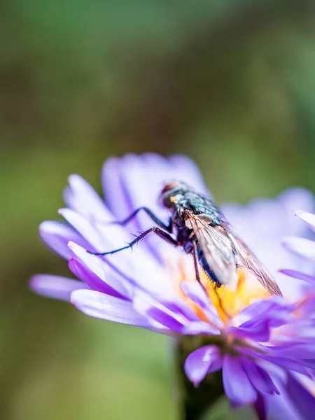 Bir New England Aster (Novae-Angliae) çiçeğinde poz veren Mavi Kelebek (Calliphora Vicina).
