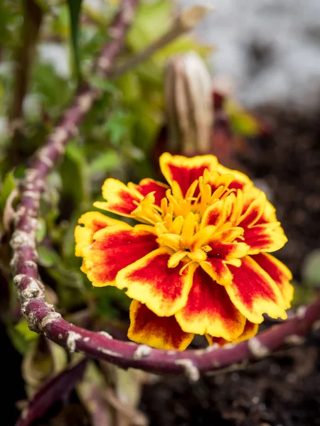 Bellissimo Fiore Calendula Giallo Rosso Con Sfondo Sfocato — Foto Stock