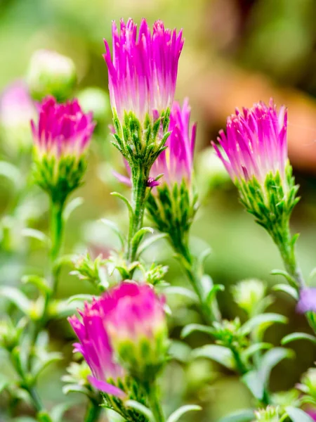 Birkaç çiçek açan New England Aster (Symphyotrichum Novae-Angliae / Aster novae-angliae) çiçekleri.
