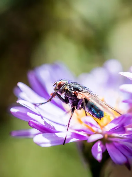 Μπλε Μύγα Calliphora Vicina Ποζάρει Λουλούδι Της Νέας Αγγλίας Novae — Φωτογραφία Αρχείου