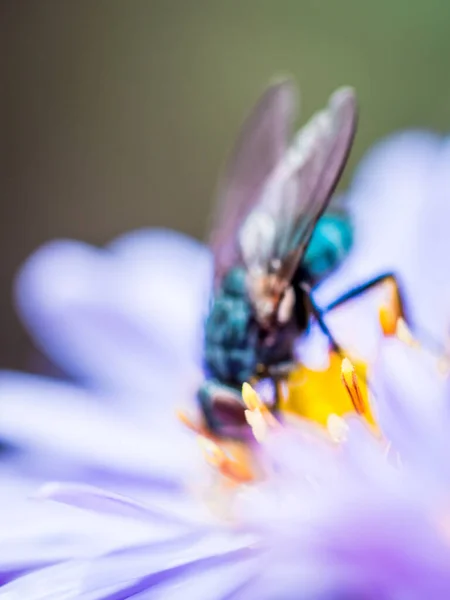 Bir Mavi Kelebek (Calliphora Vicina) arka planda New England Aster (Novae-Angliae) çiçeği emiyor.