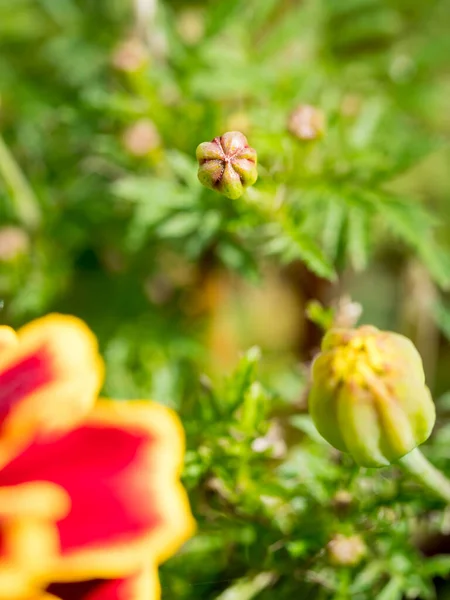 Sárga Piros Marigold Virág Növény Homályos Háttérrel — Stock Fotó