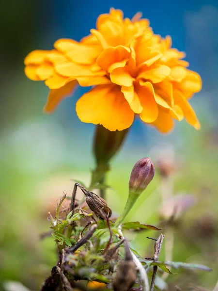 Stadi Consecutivi Fioritura Fiore Calendula Arancione — Foto Stock