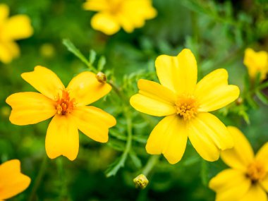 Sarı ve turuncu kadife çiçekleri, tomurcukları ve bulanık arkaplan.