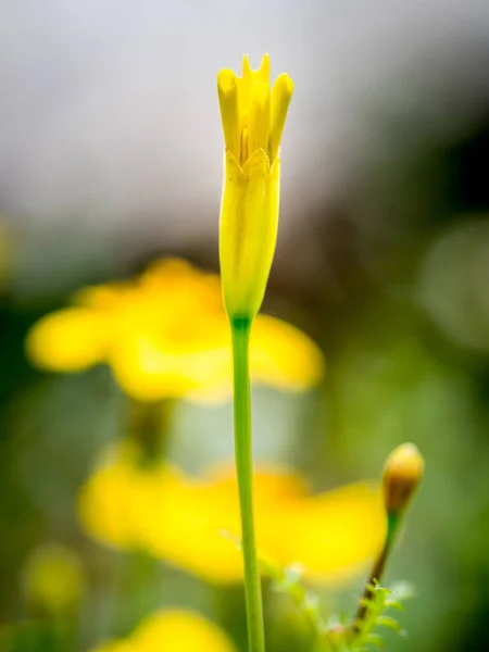 Nyitó Sárga Marigold Virág Bimbó Homályos Háttér — Stock Fotó
