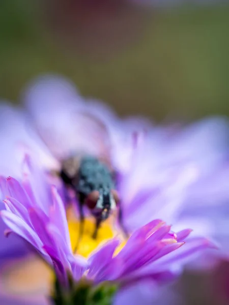 Mavi Kelebek (Calliphora Vicina) arka planda bir New England Aster (Symphyotrichum Novae-Angliae / Aster novae-angliae) çiçeği emiyor.