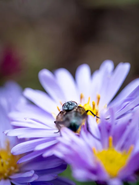 Mavi Kelebek (Calliphora Vicina) arka planda bir New England Aster (Symphyotrichum Novae-Angliae / Aster novae-angliae) çiçeği emiyor.