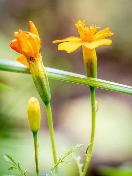 Stadi Consecutivi Fioritura Fiore Calendula Arancione — Foto Stock