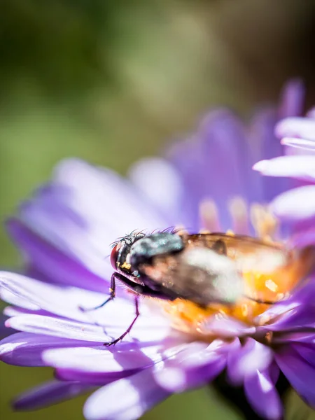 Bir New England Aster (Novae-Angliae) çiçeğinde poz veren Mavi Kelebek (Calliphora Vicina).