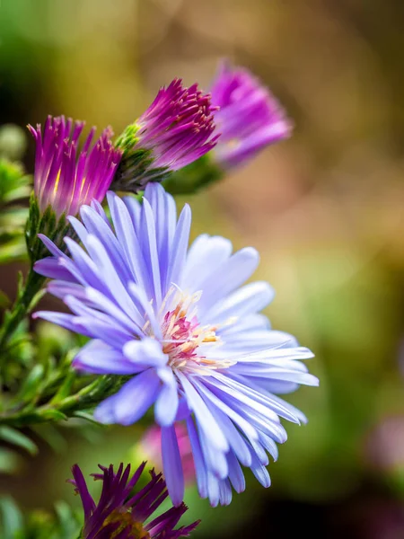 New England Aster Symphyotrichum Novae Angliae Aster Novae Angliae Fiore — Foto Stock