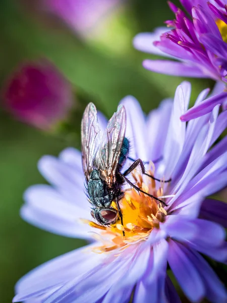 Bir Mavi Kelebek (Calliphora Vicina) bir New England Aster (Symphyotrichum Novae-Angliae / Aster nova-angliae) çiçeği emiyor.